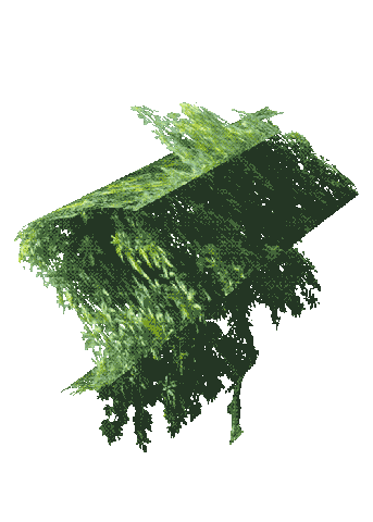 This blog is about trees